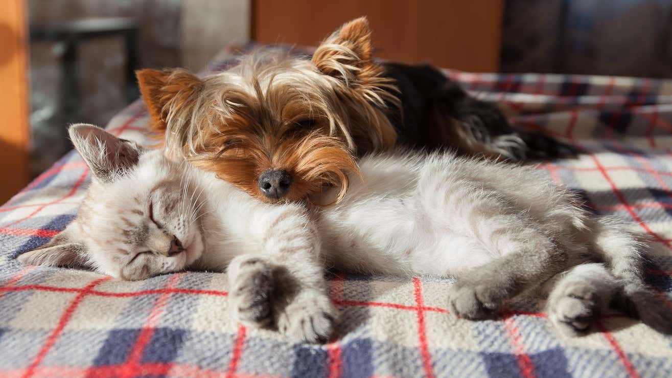 Los perros, como los humanos, mejor en compañía