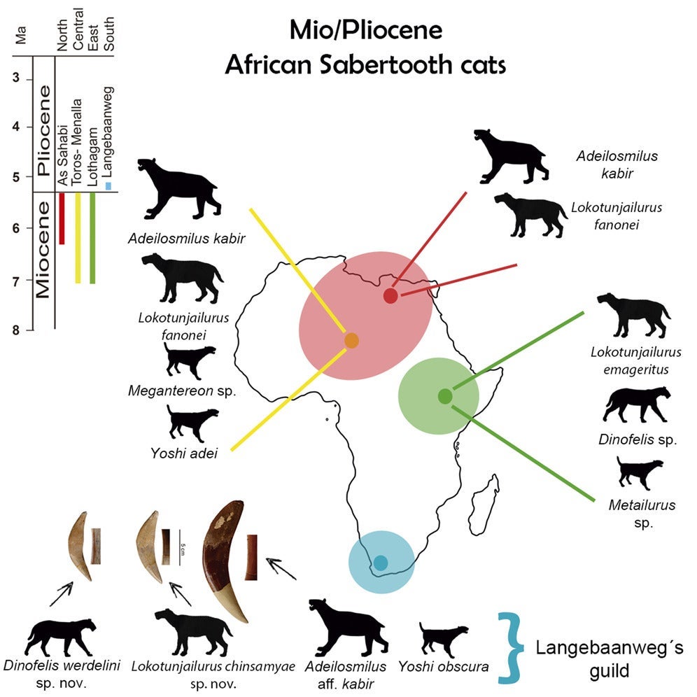 Un mapa que muestra la distribución de los tigres dientes de sable en África durante el Mioceno y el Plioceno.