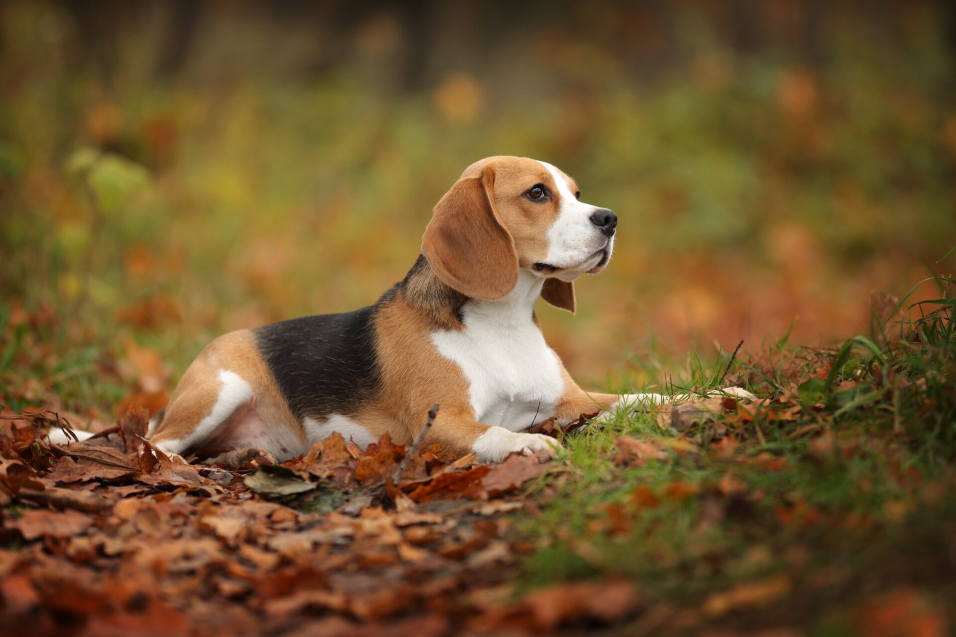 Un beagle
