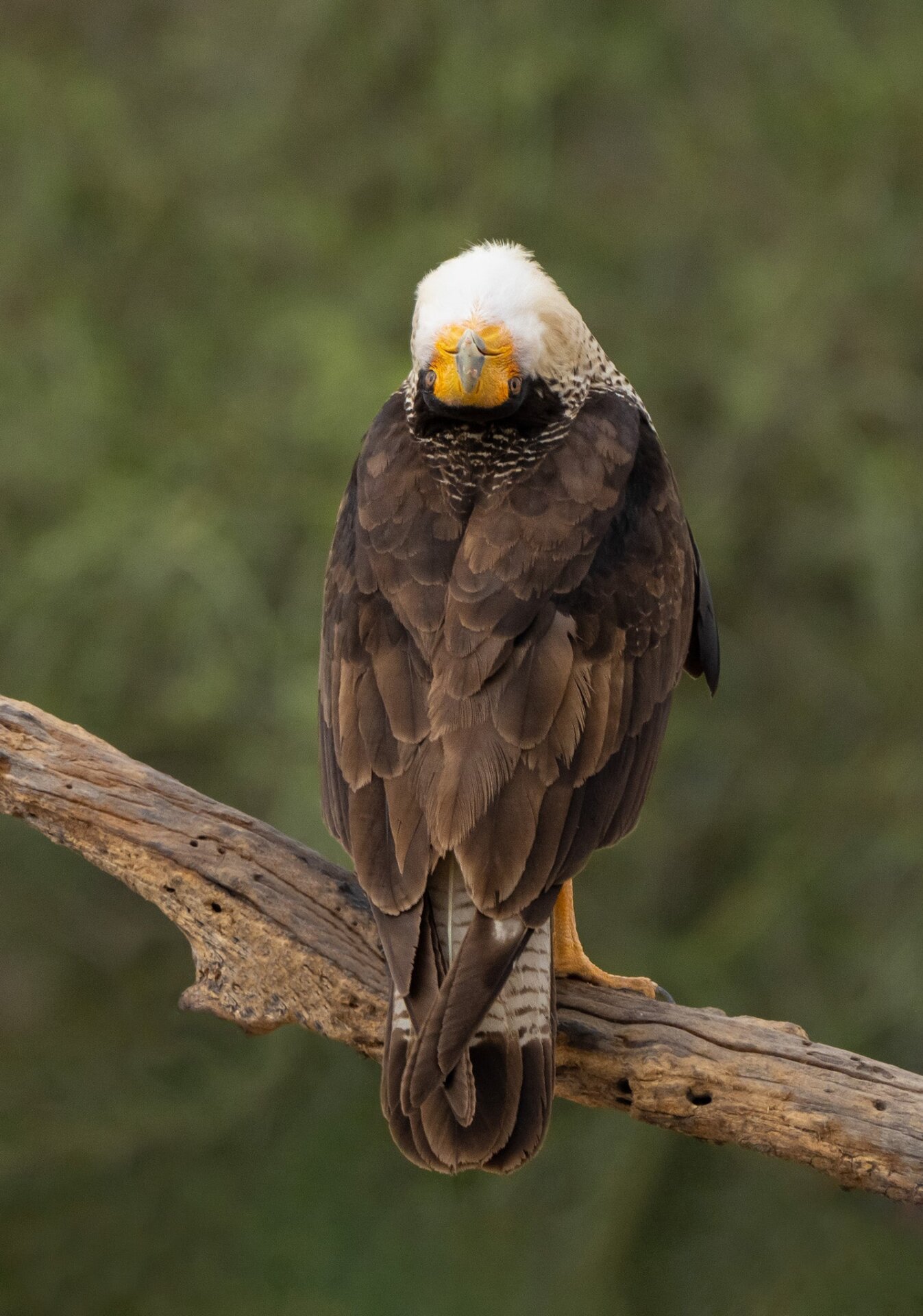 Una taza de Caracara con cresta norte para la cámara.