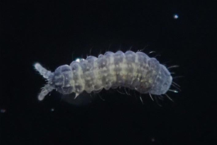 El colorido Paranura tsushimaensis, llamado por la isla donde fue descubierto por primera vez.