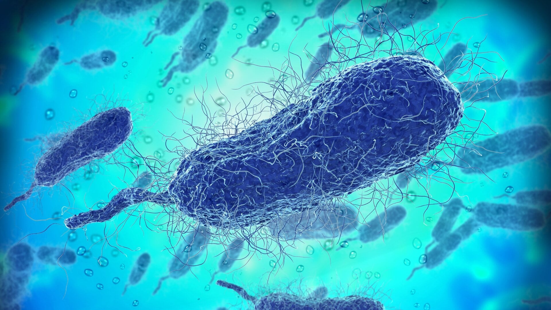 Una ilustracion de Vibrio vulnificus bacterias.