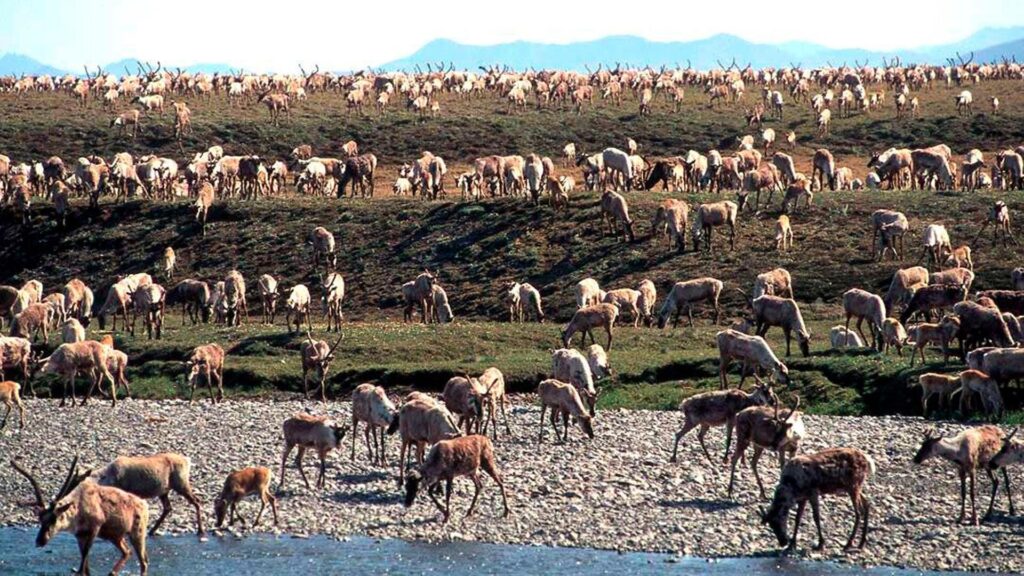 Photo: U.S. Fish and Wildlife Service