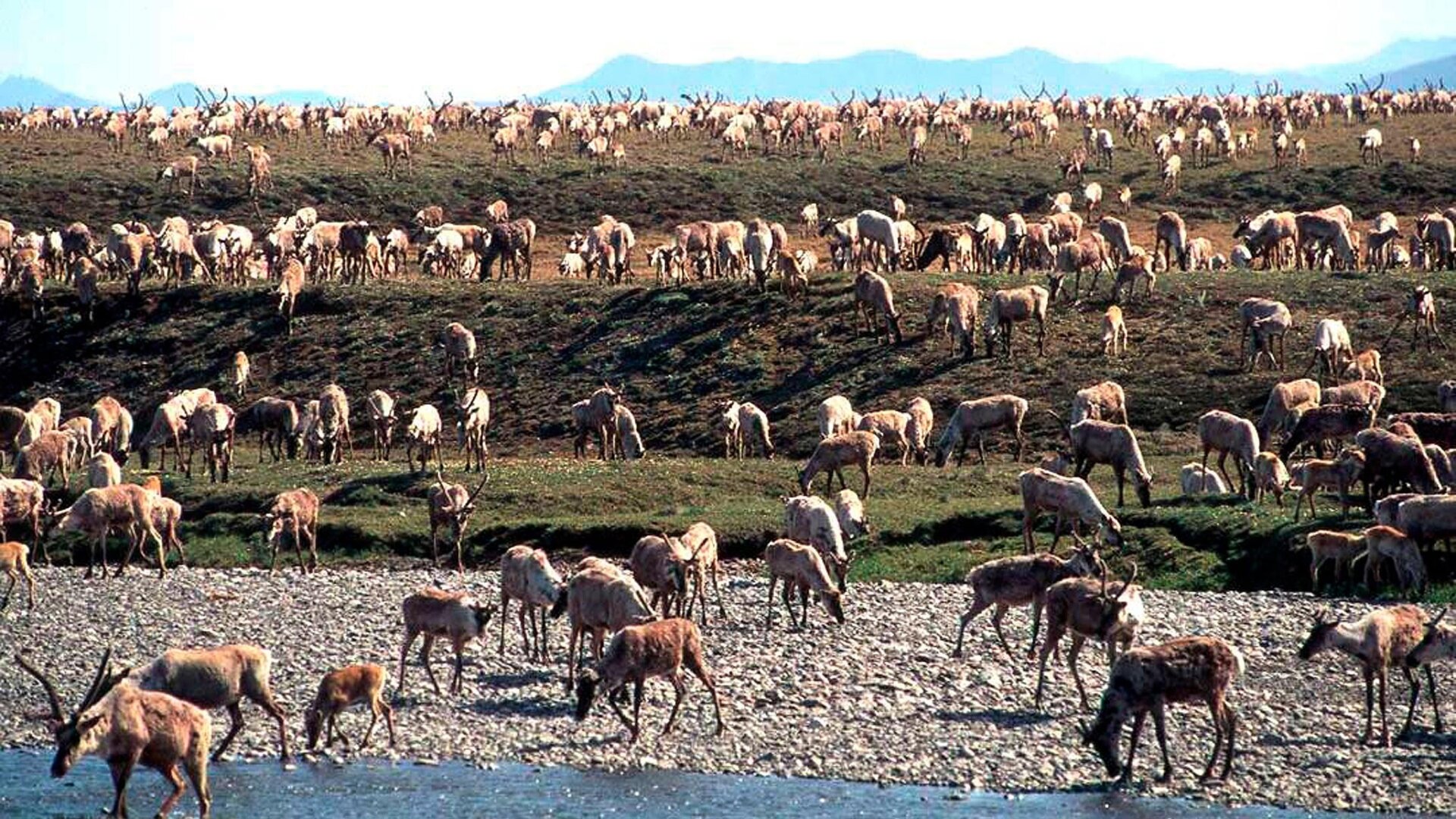 Photo: U.S. Fish and Wildlife Service