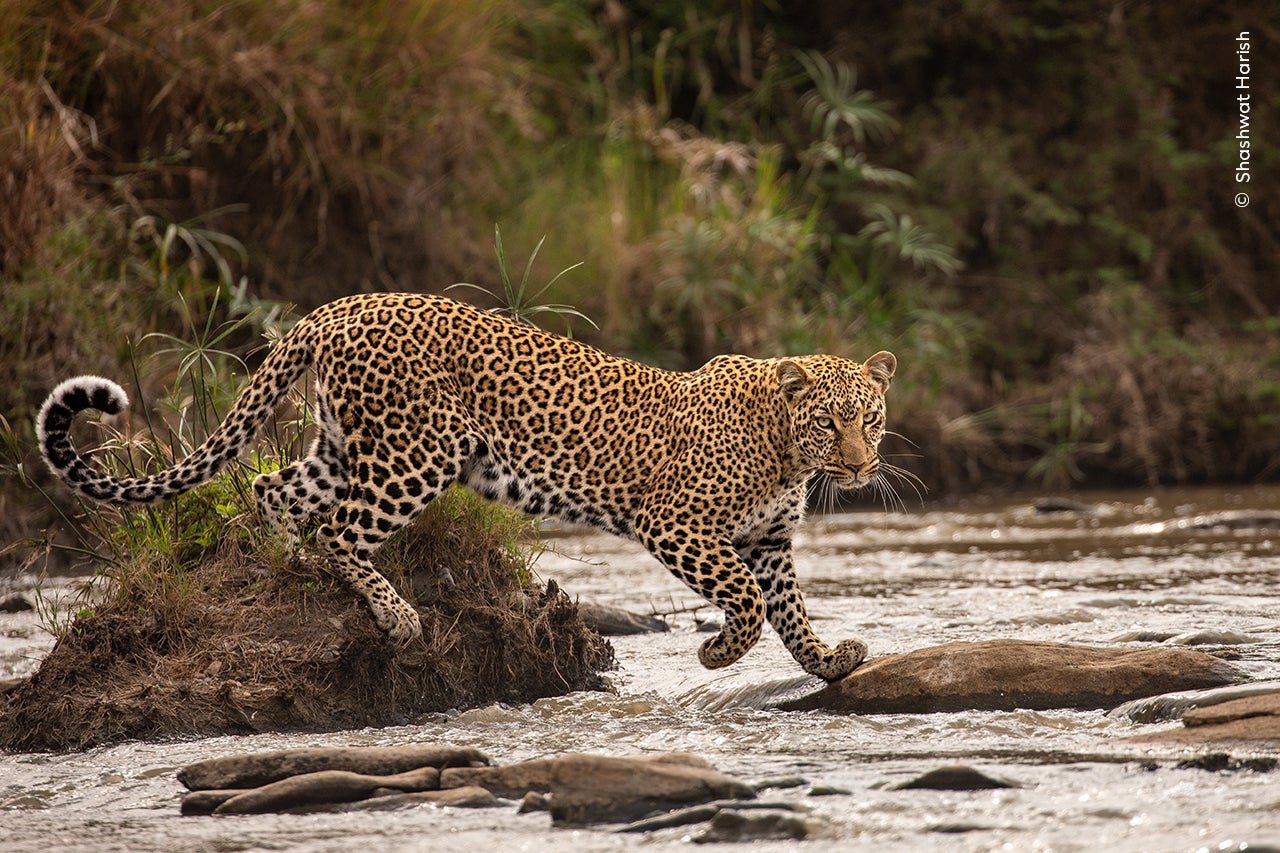 Un leopardo que permanece seco sobre un río en Kenia.