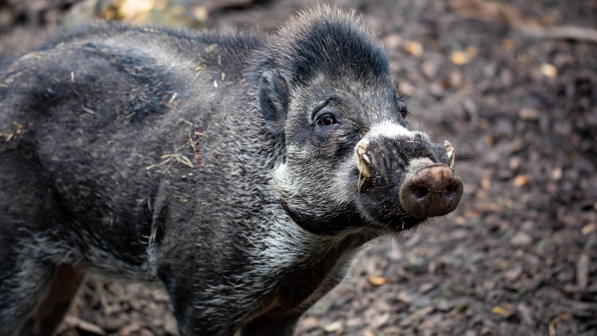 Un cerdo verrugoso de Visayan adulto, una de las especies en peligro de extinción cuyas heces pueden contener bacteriófagos de importancia crucial, según investigadores de la Universidad de Sheffield en el Reino Unido.
