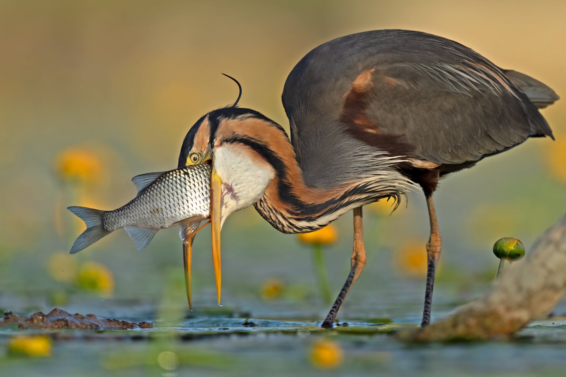 Una garza purpura comiendo una carpa grande.