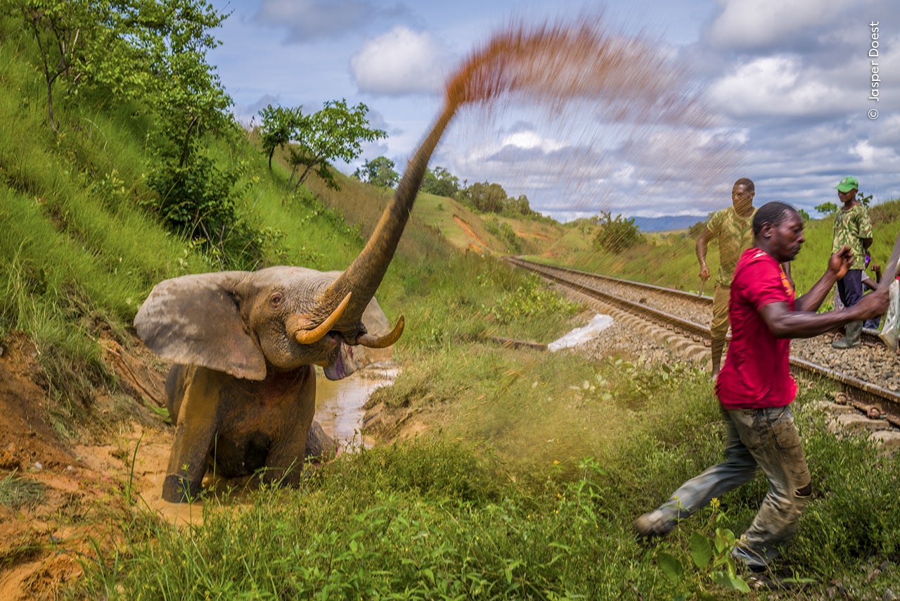 Un elefante atropellado por un tren en Gabón.
