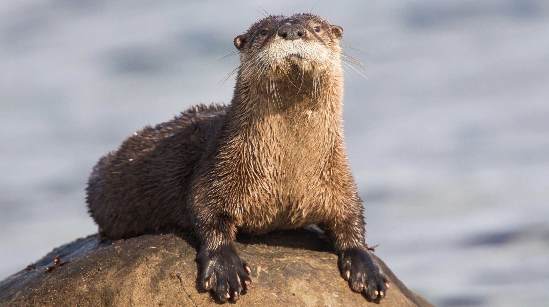 Una nutria de río norteamericana (Lontra canadensis).