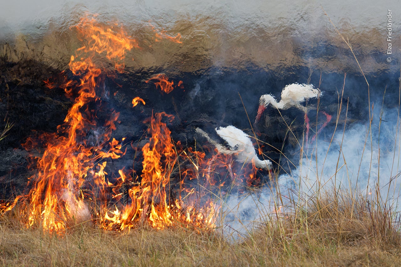 Cigüeñas creando un feliz coto de caza detrás de un incendio controlado en Kenia.