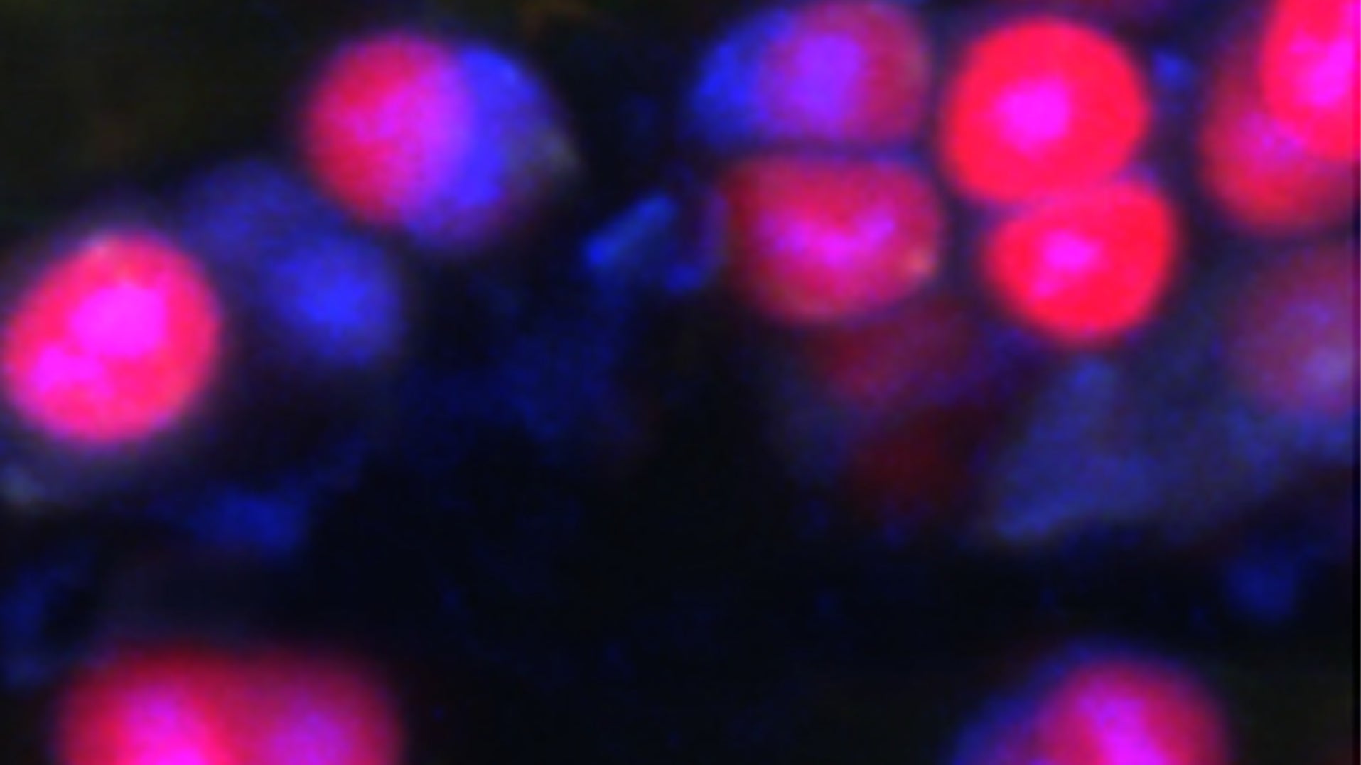 Una vista microscópica de las células en el espacio, donde la fluorescencia roja muestra pigmentos fotosintéticos, mientras que el azul blanco indica los nucleoides: el control de la célula. centros.