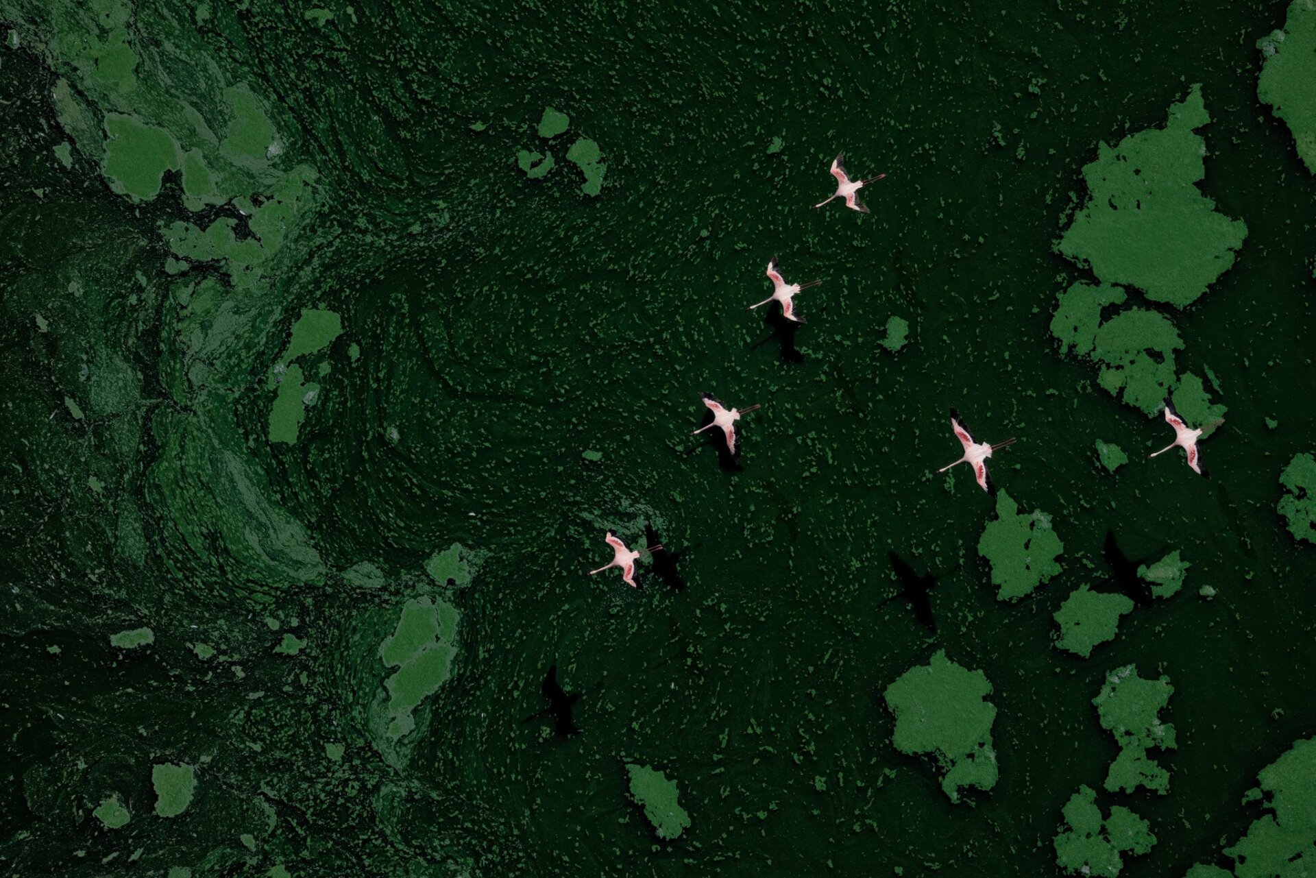Una bandada de flamencos menores sobrevolando el lago Bogoria, Kenia.