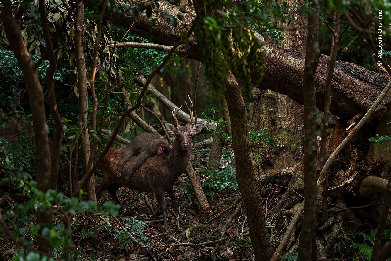 Un macaco se aferra al lomo de un ciervo sika en Yakushima, Japón.
