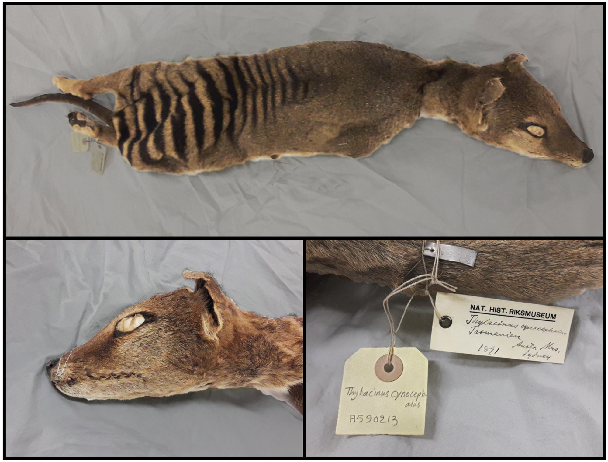 “Nuestro estudio es único en este sentido ya que pudimos, por primera vez, secuenciar ARN de una especie extinta, la Tigre de Tasmania”, dijo Emilio Mármol-Sánchez, paleogenetista de la Universidad de Estocolmo y del Centro de Paleogenética de Estocolmo y autor principal del estudio. en un correo electrónico a Gizmodo. “Esta es la primera vez que hemos podido vislumbrar la biología real y  metabolismo de las células de tigre de Tasmania justo antes de morir».