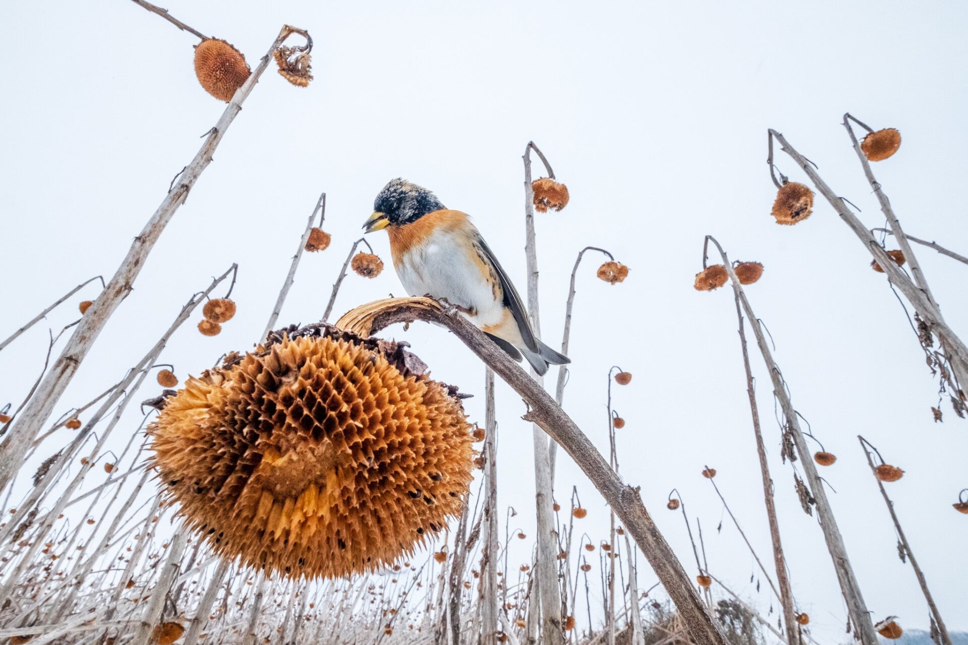 Una zarza en un campo de girasoles muertos.