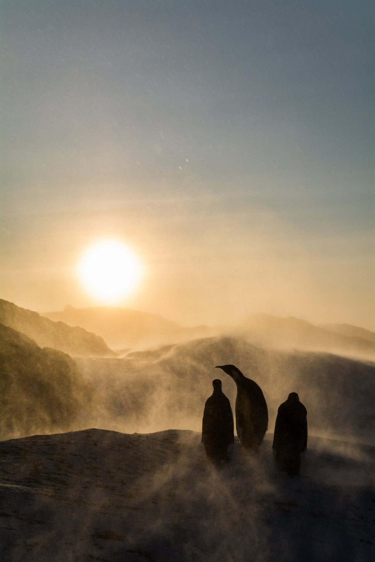 Pingüinos emperadores mirando hacia el sol que brilla sobre la Antártida.