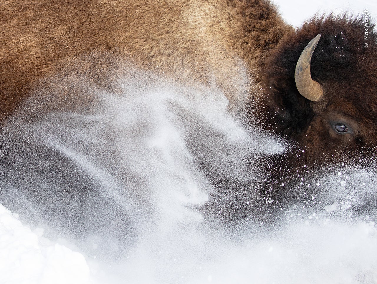 Un bisonte grande levanta nieve en el Parque Nacional de Yellowstone, Wyoming.