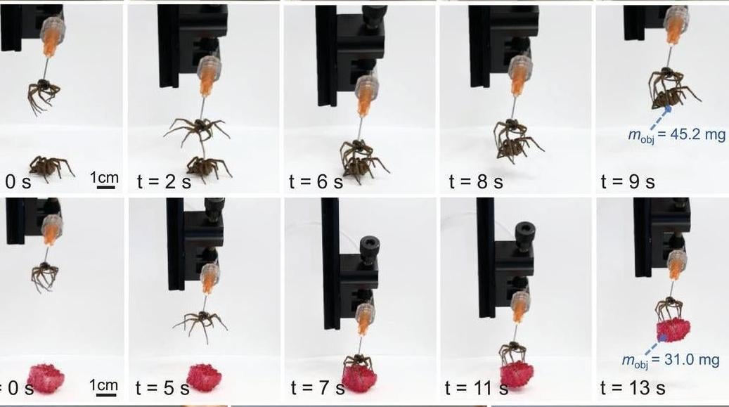 Un grupo ganador de un premio utilizó arañas muertas como garras para recoger objetos (incluidas otras arañas).