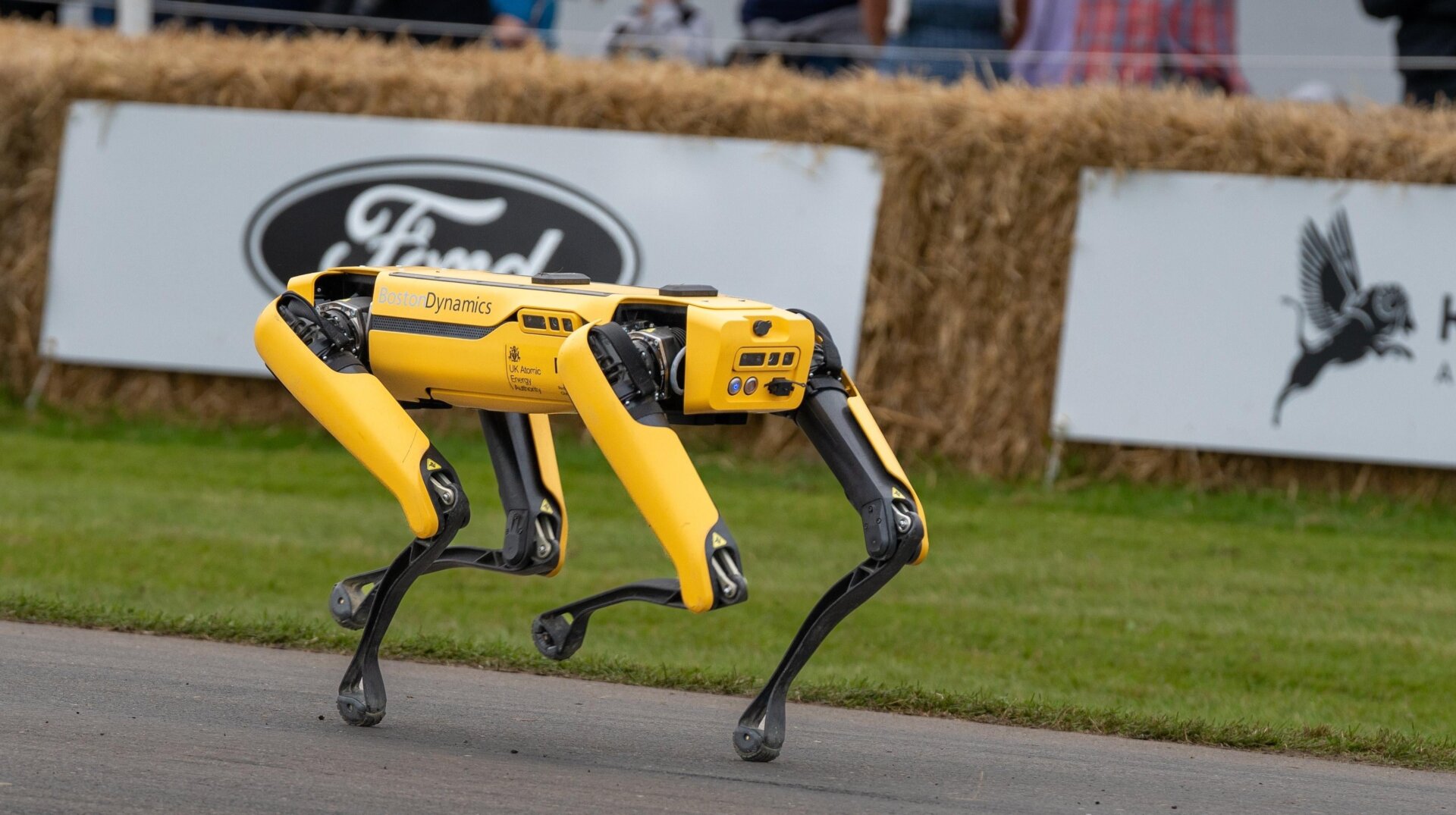 Un robodog de Boston Dynamics camina. 