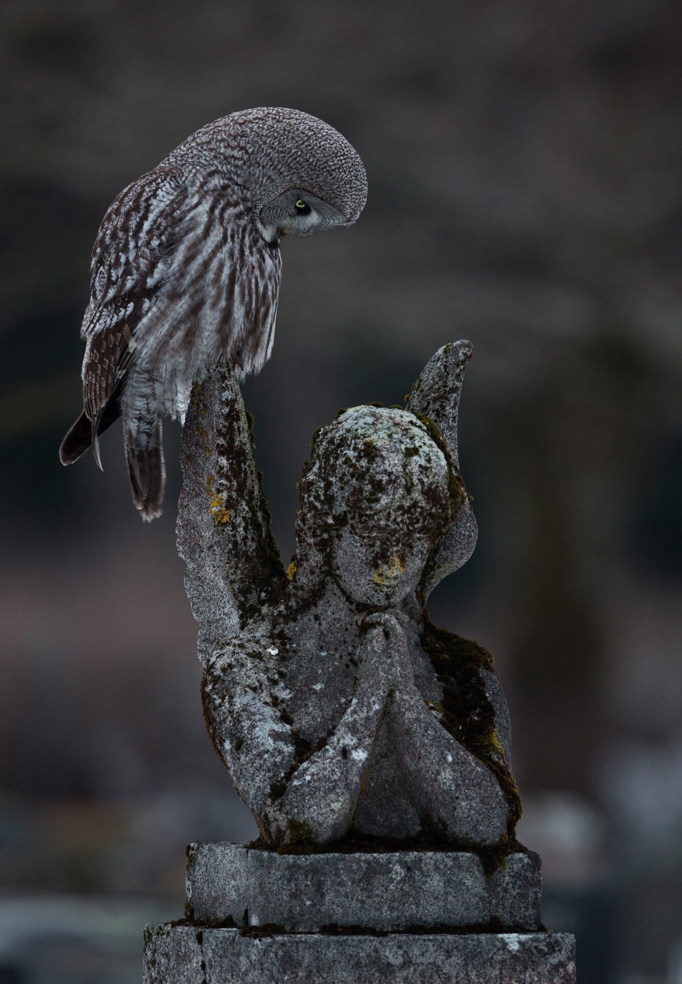 Un gran búho gris mirando una estatua de ángel en un cementerio de Helsinki.