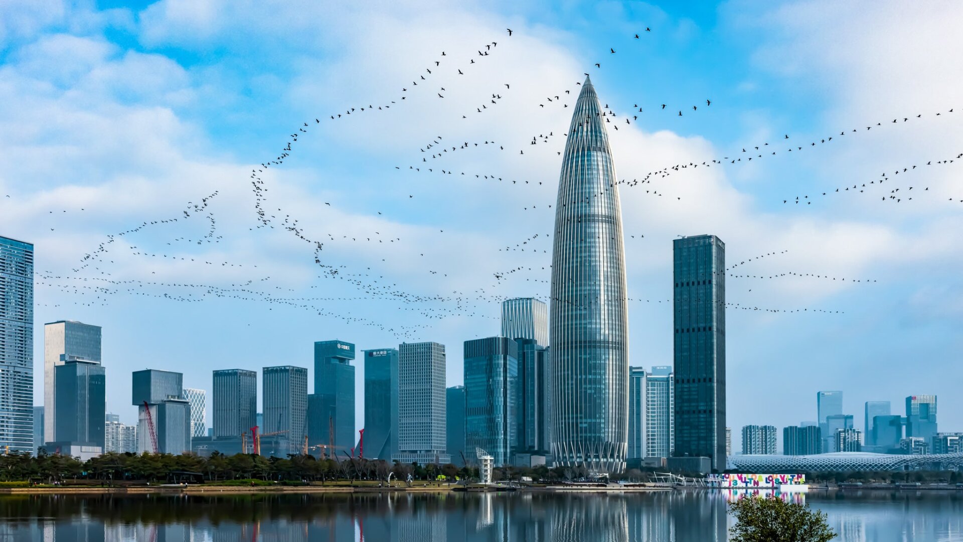 Bandadas migratorias de cormoranes grandes sobrevuelan Shenzhen, China.