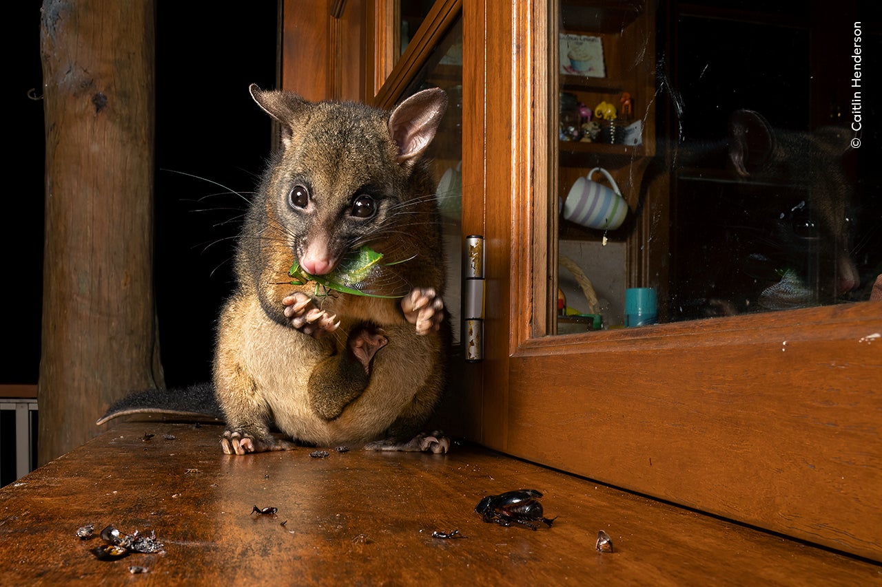 Una zarigüeya en Queensland muerde una cigarra, esparciendo pedacitos de ella en el alféizar de la ventana.