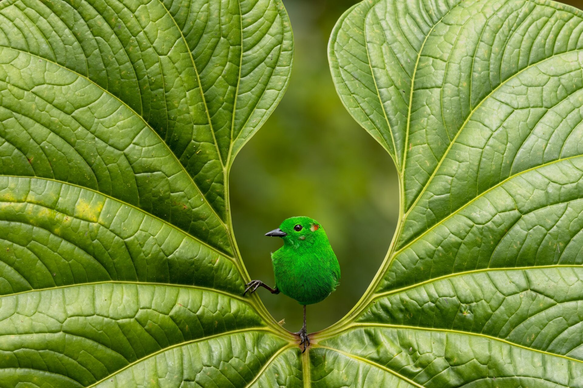 Una tangara de color verde brillante está enmarcada por una hoja en la selva tropical ecuatoriana.