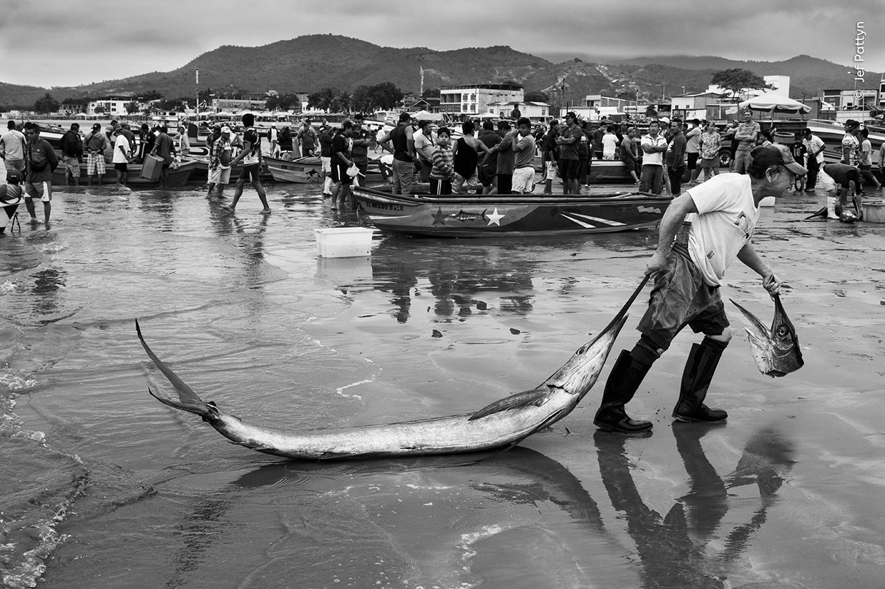 Un pescador arrastra un pez vela por la playa.