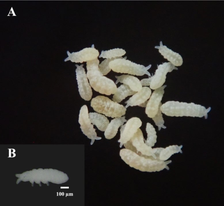 P. nakamurai, que lleva el nombre de la persona que recolectó por primera vez especímenes del mismo.