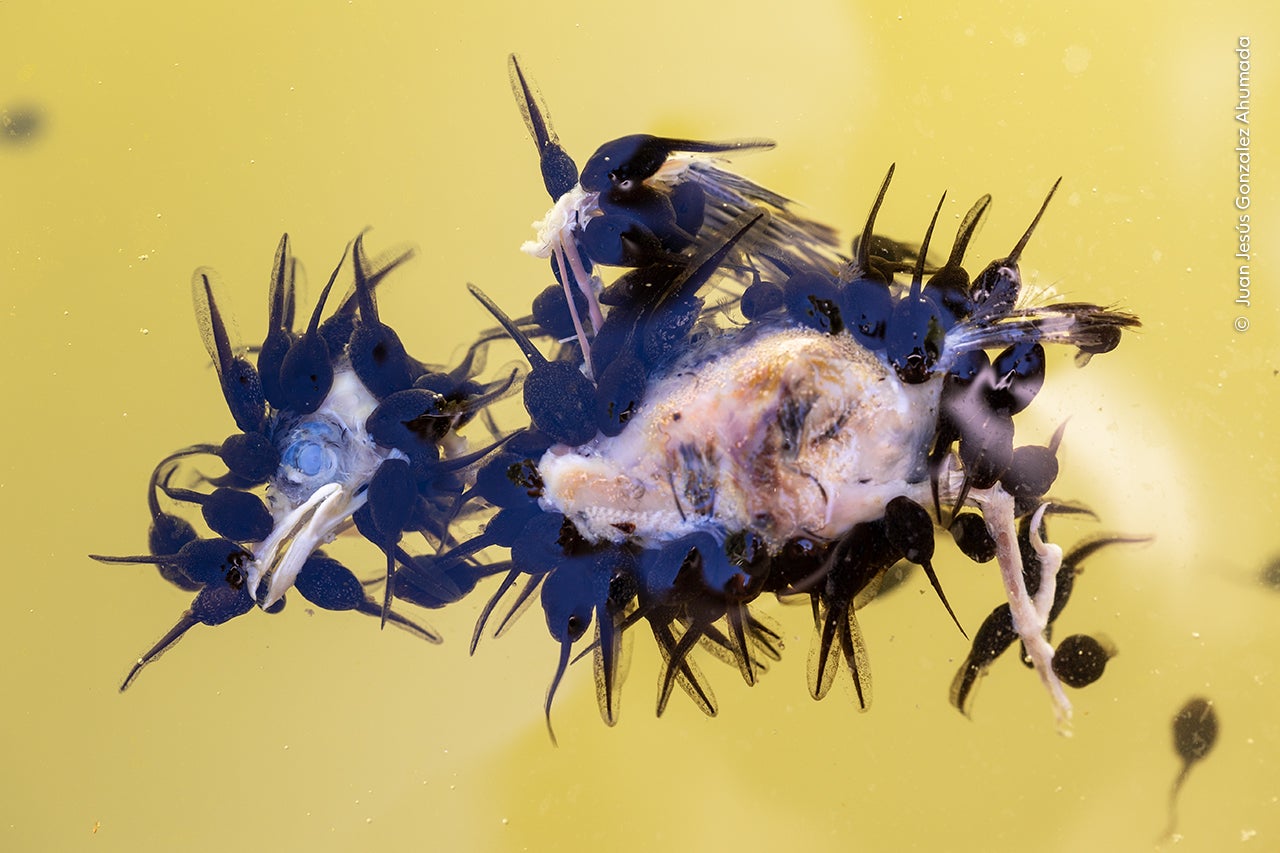 Photo: Juan Jesús Gonzalez Ahumada / Wildlife Photographer of the Year