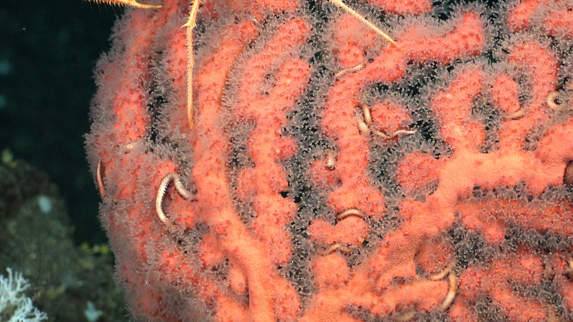 Los pólipos blancos retráctiles sobresalen de las ramas de coral precioso (Corallium). 