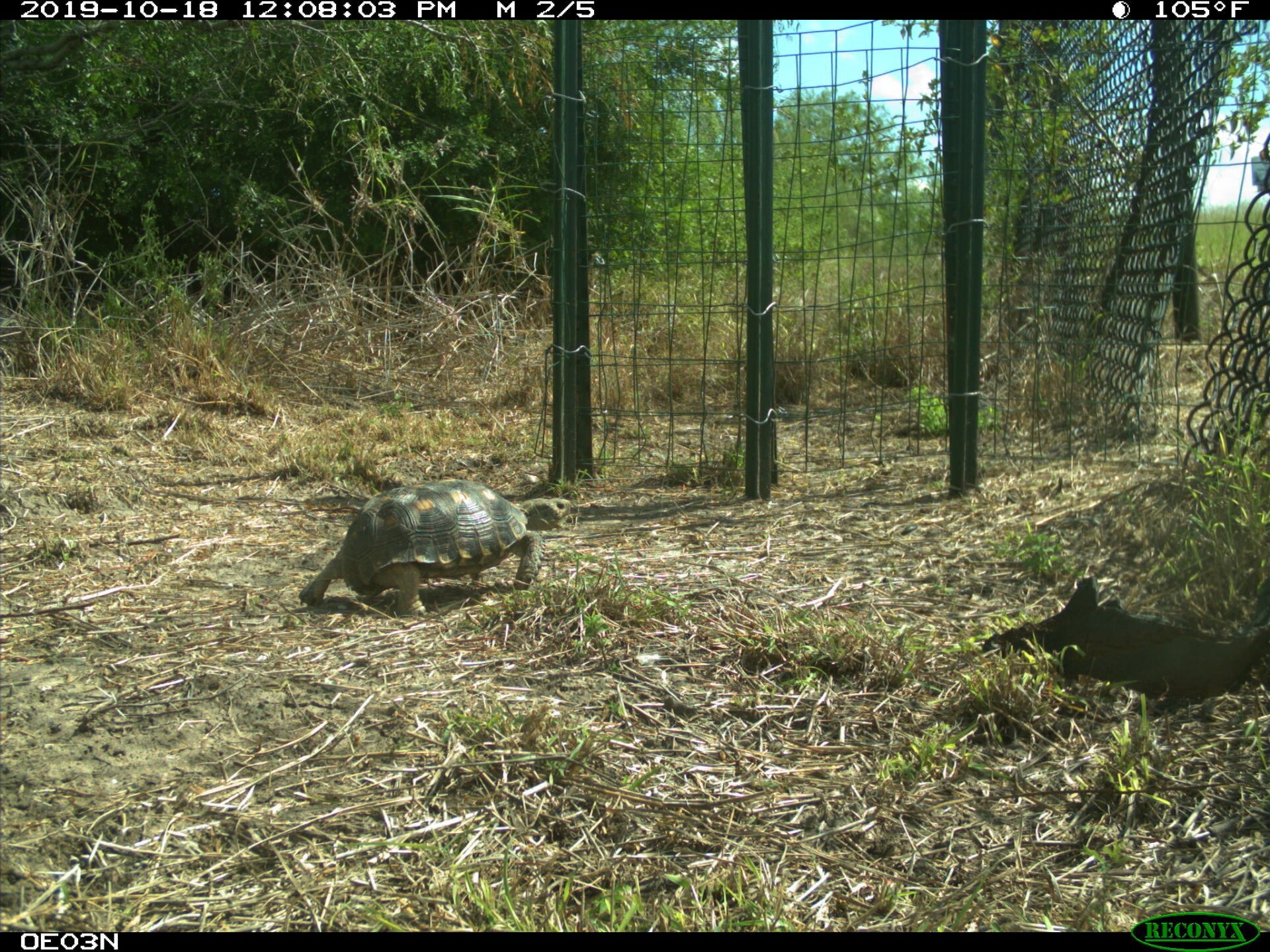 Photo: University of Texas Rio Grande Valley/Frontiers Ecology Evolution