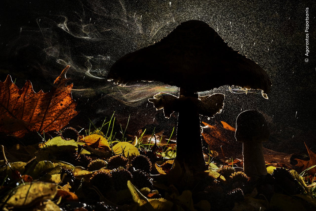 Photo: Agorastos Papatsanis / Wildlife Photographer of the Year