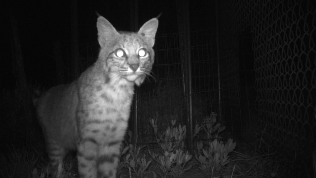 Photo: University of Texas Rio Grande Valley/Frontiers Ecology Evolution