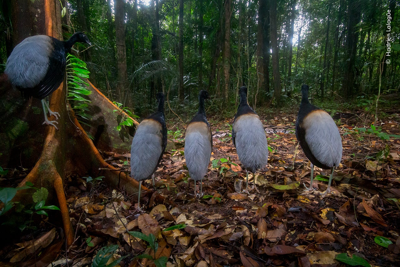 Photo: Hadrien Lalagüe / Wildlife Photographer of the Year