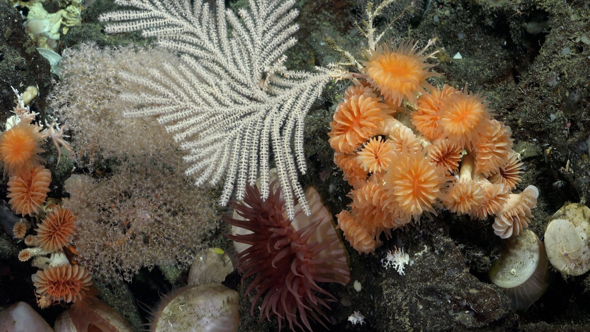 Corales fotografiados por el ROV SuBastian en el lado norte de la isla Isabela.