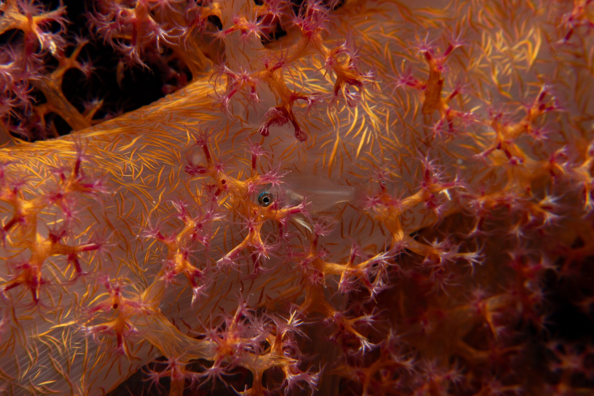 Photo: Viktor Nunes Peinemann