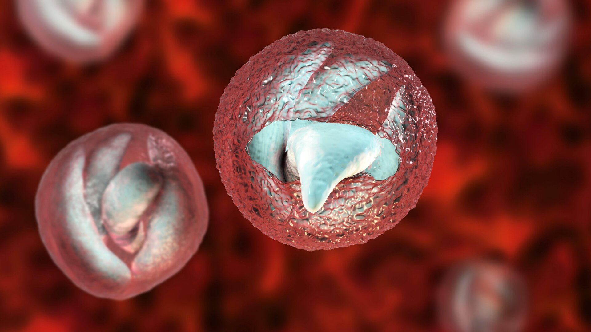 Una ilustración de criptoparásitos en su etapa de vida infecciosa,similar a esporas, siendo liberados de sus resistentes quistes.