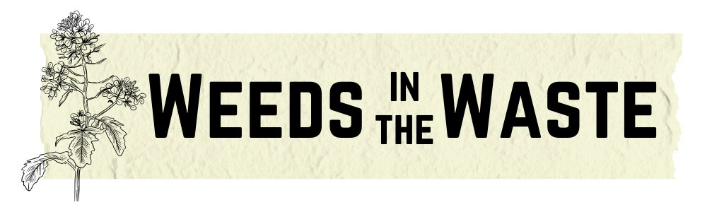 Image: Banner by Meghan Cross