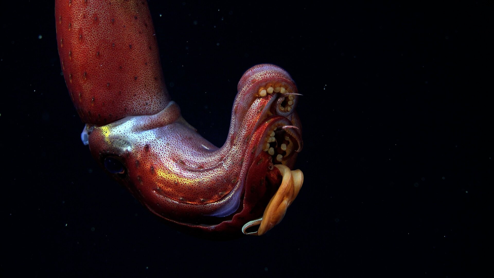Un calamar fresa documentado por el ROV SuBastian.