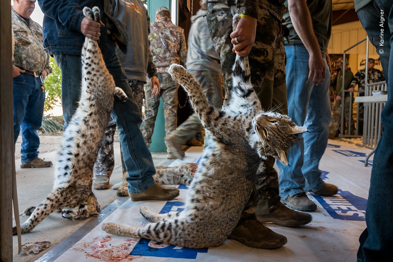 Photo: Karine Aigner / Wildlife Photographer of the Year