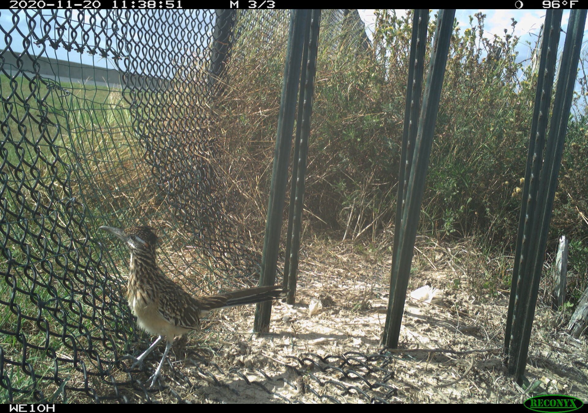 Photo: University of Texas Rio Grande Valley/Frontiers Ecology Evolution