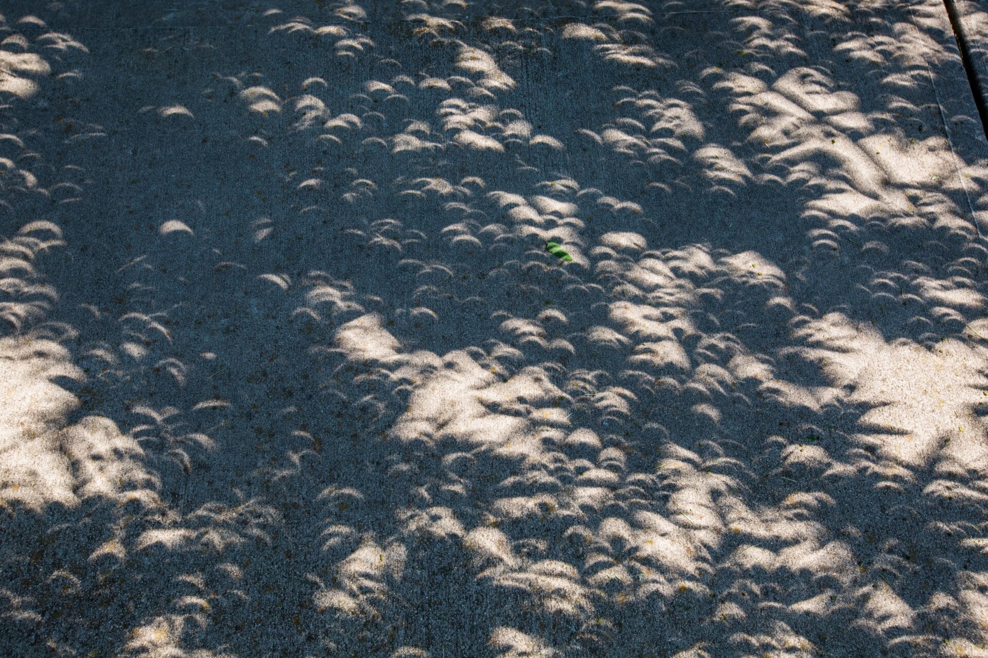 Eclipse de sombras a través de las hojas de árboles.