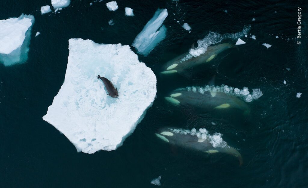Photo: Bertie Gregory / Wildlife Photographer of the Year