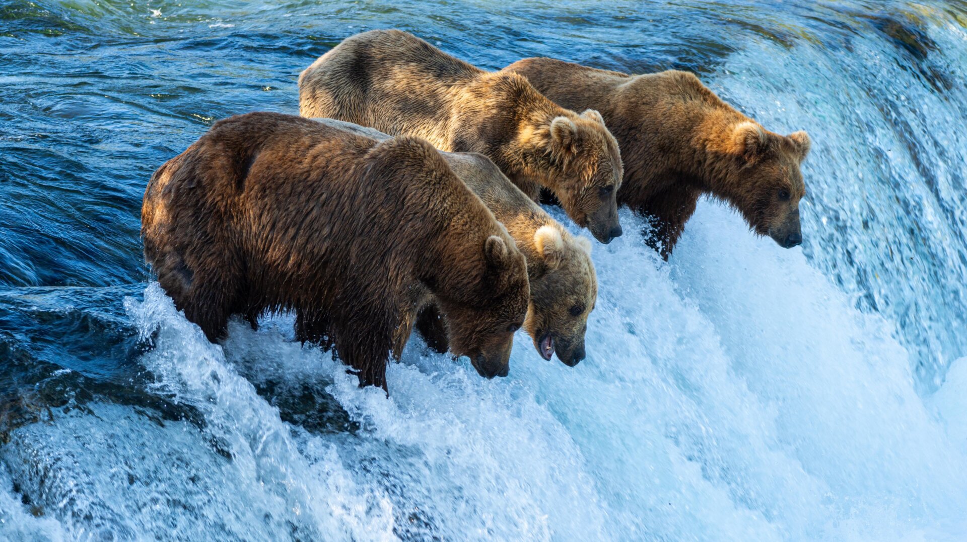 Los osos en el Parque Nacional y Reserva Katmai este verano hacen cola para comer salmón trepando a una cascada.