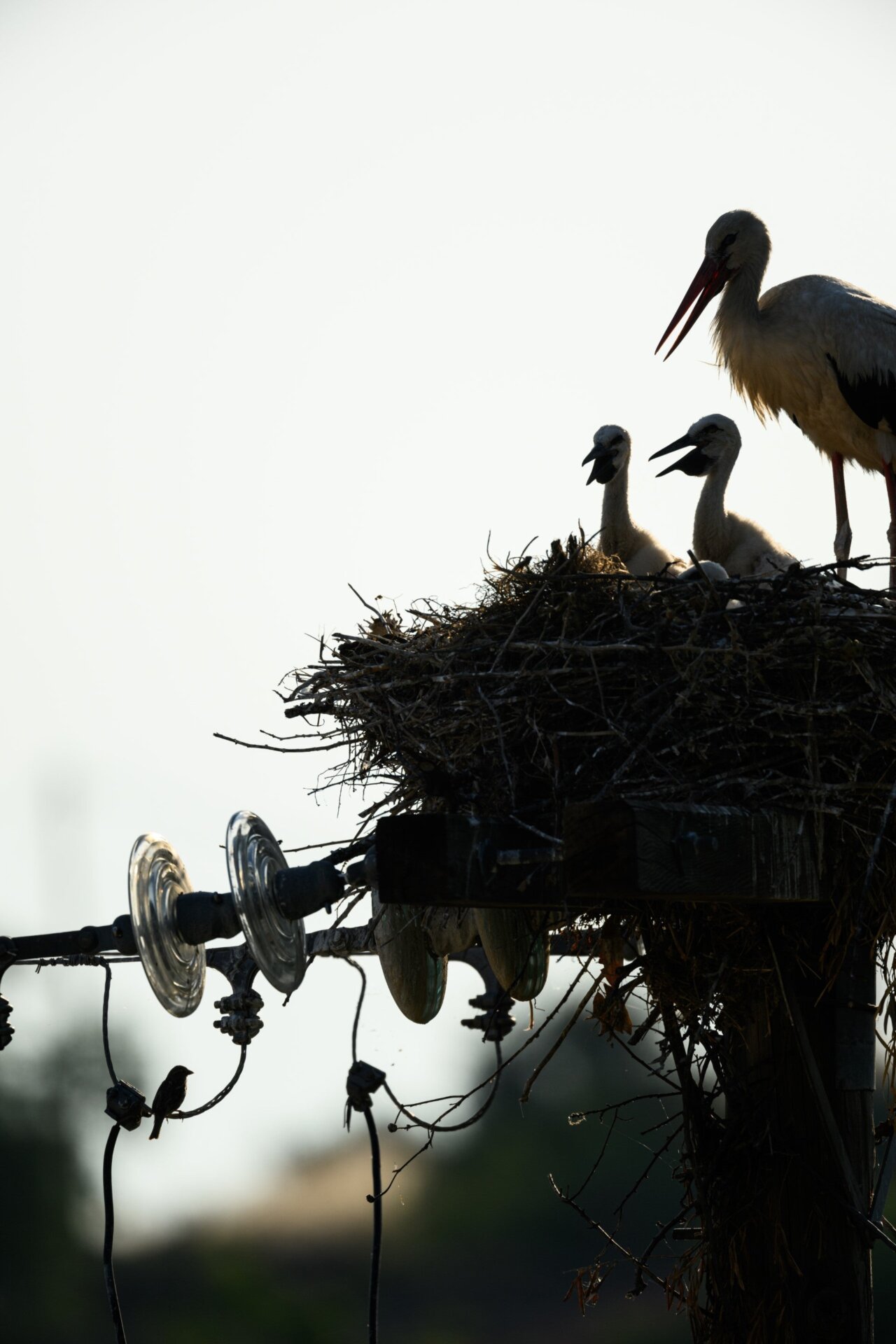 Photo: Alwin Hardenbol