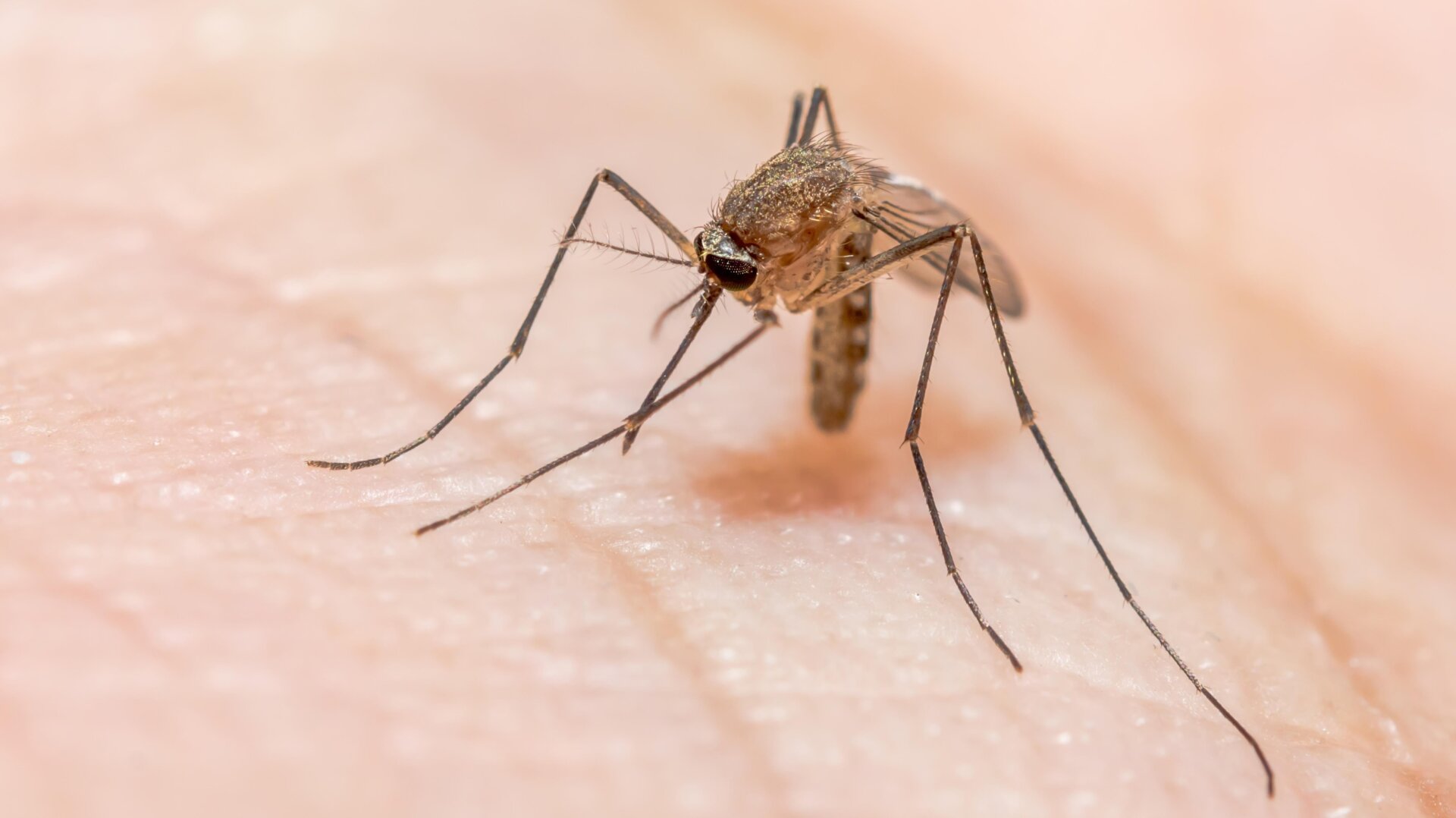 un Anofeles mosquito.