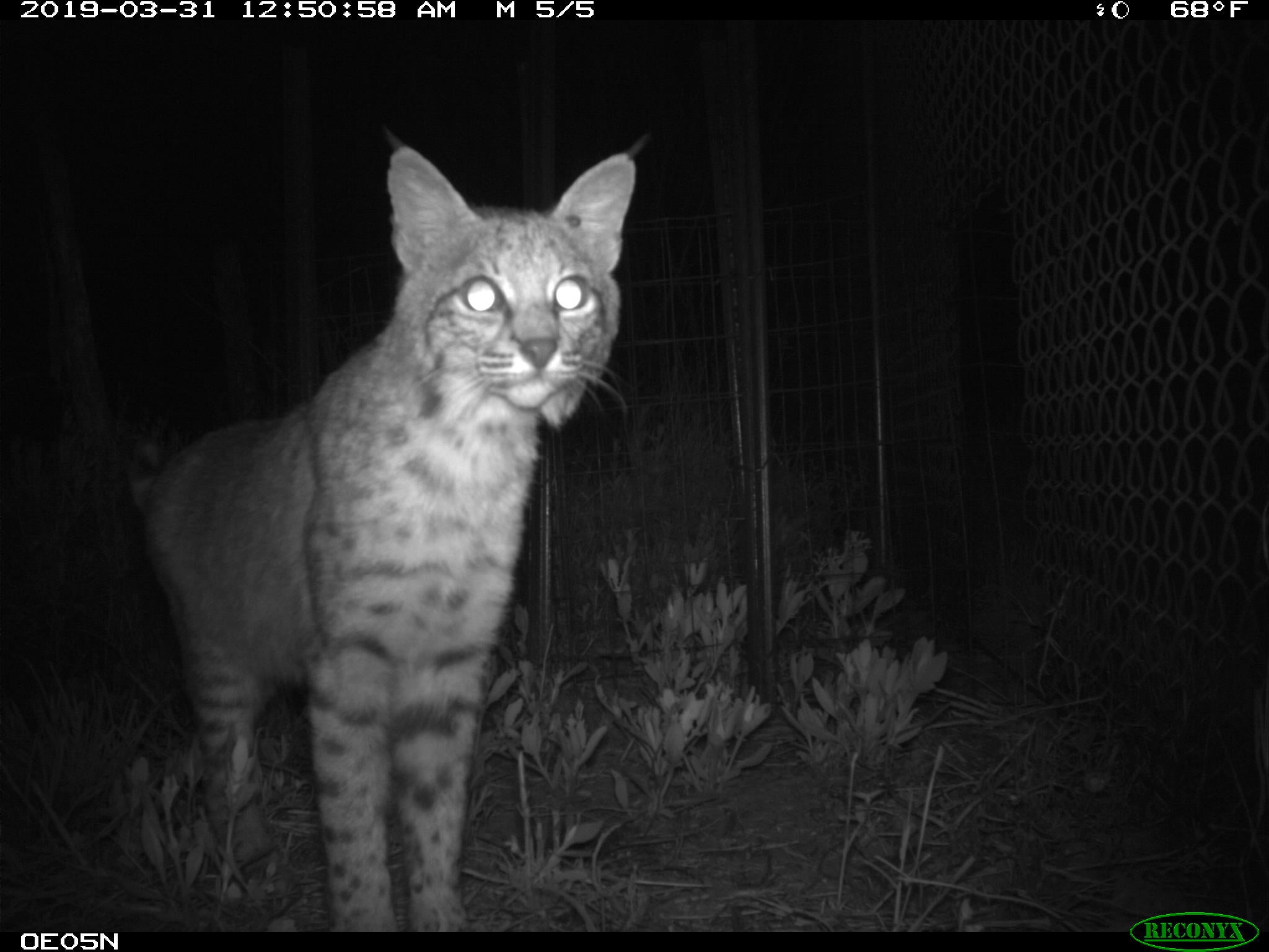 Photo: University of Texas Rio Grande Valley/Frontiers Ecology Evolution