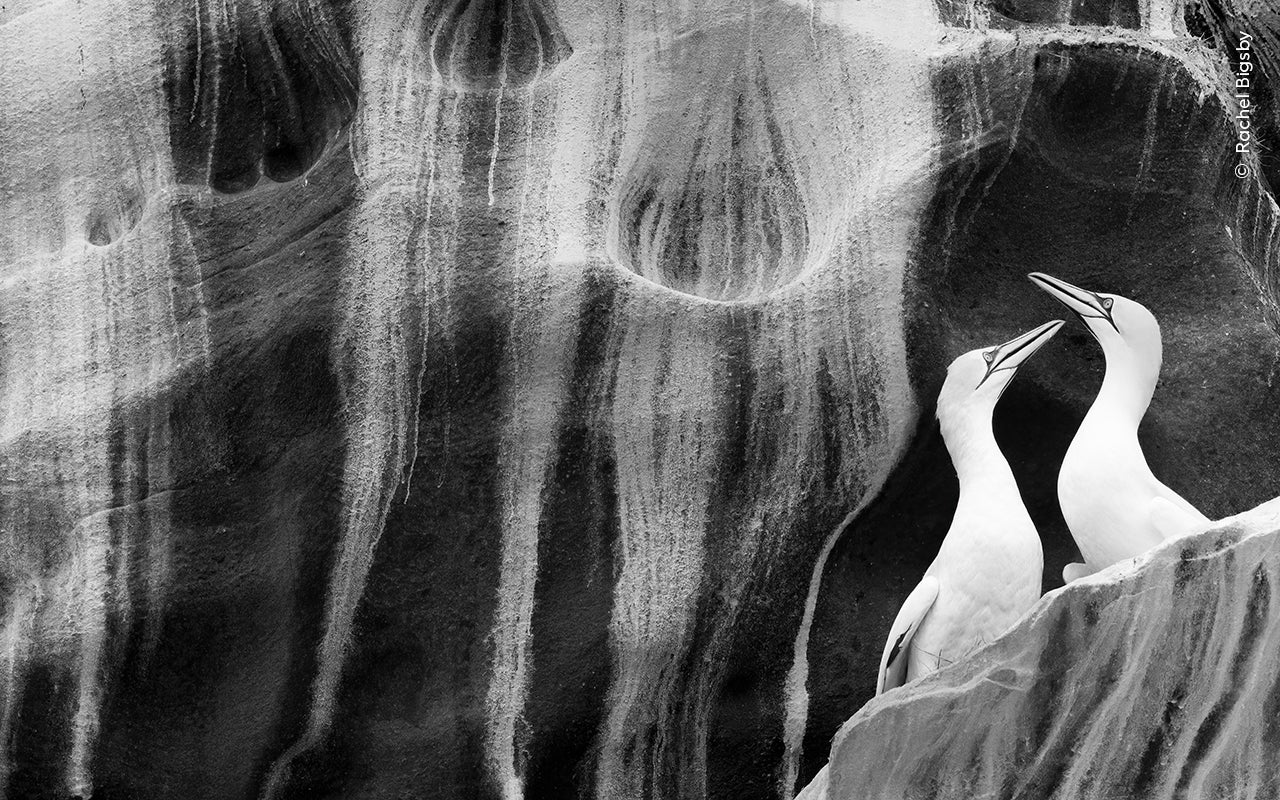Photo: Rachel Bigsby / Wildlife Photographer of the Year