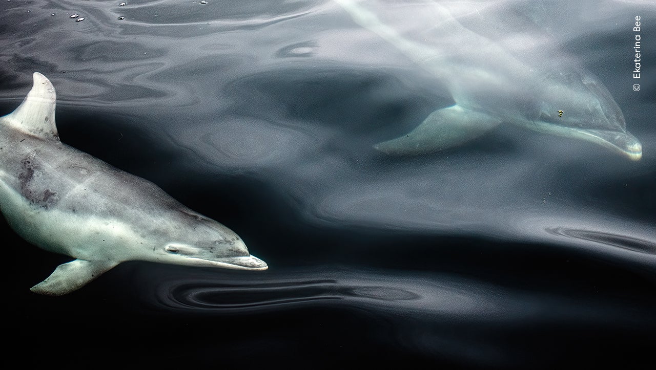Photo: Ekaterina Bee / Wildlife Photographer of the Year